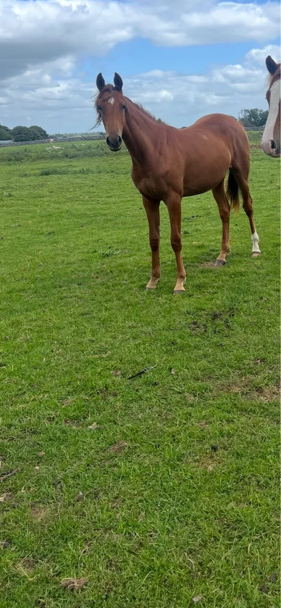 Loughehoe guy X Another pleasure - Image 1