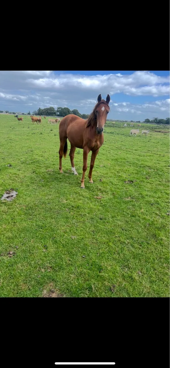Loughehoe guy X Another pleasure - Image 2