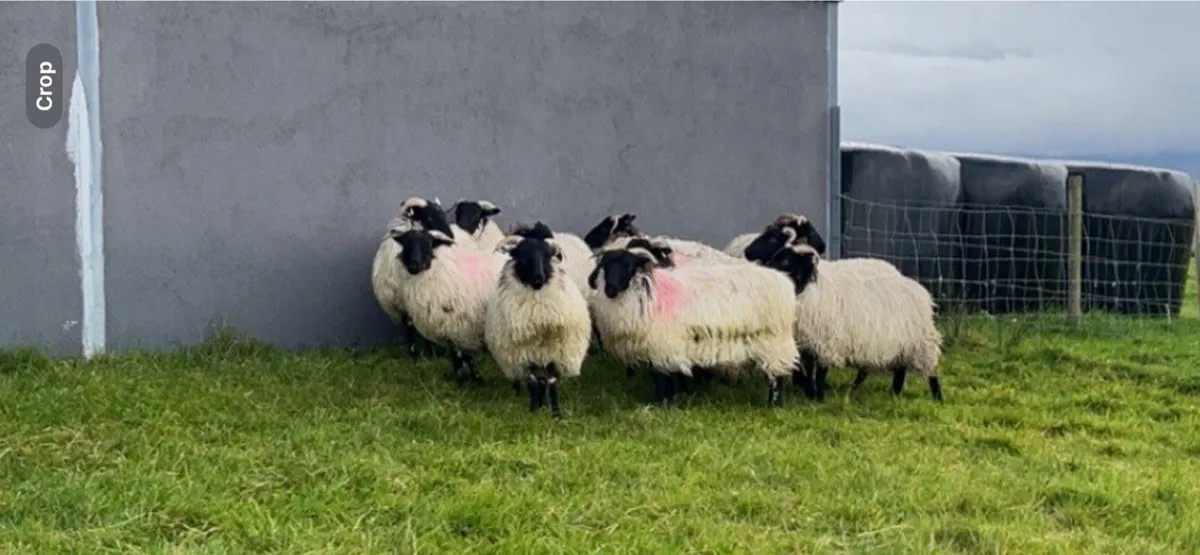Blackface Ewe Lambs - Image 3