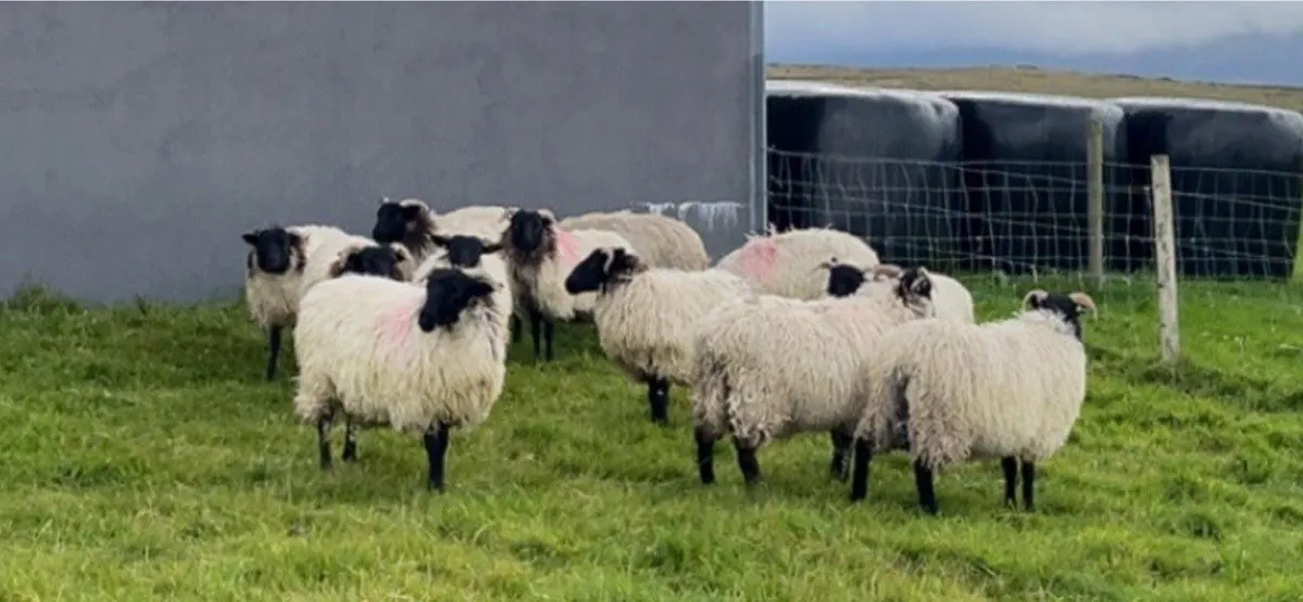 Blackface Ewe Lambs - Image 4