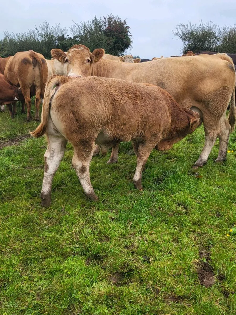 Quality Weanlings - Image 2