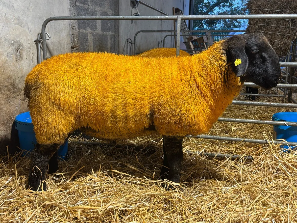 SIS Pedigree Suffolk Ram Lambs - Image 1