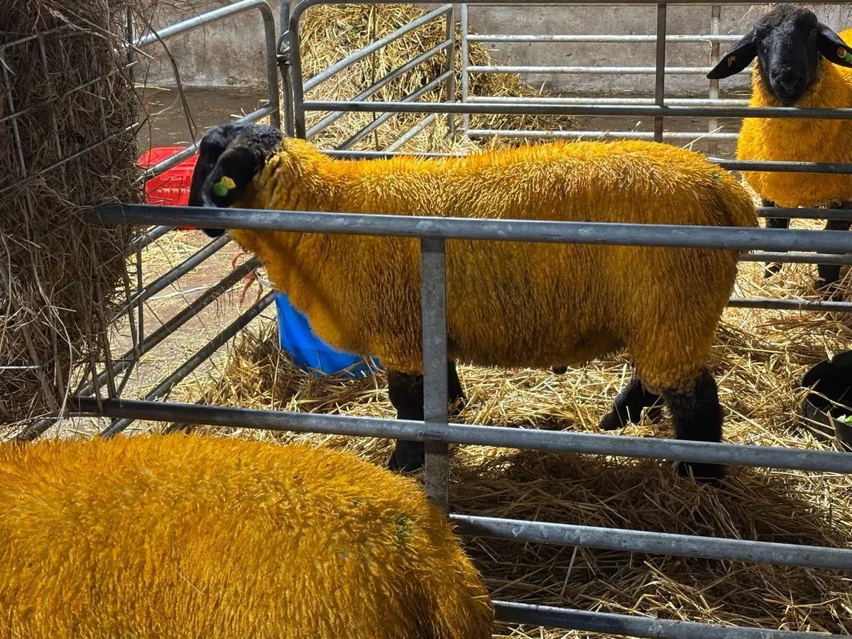 SIS Pedigree Suffolk Ram Lambs - Image 3
