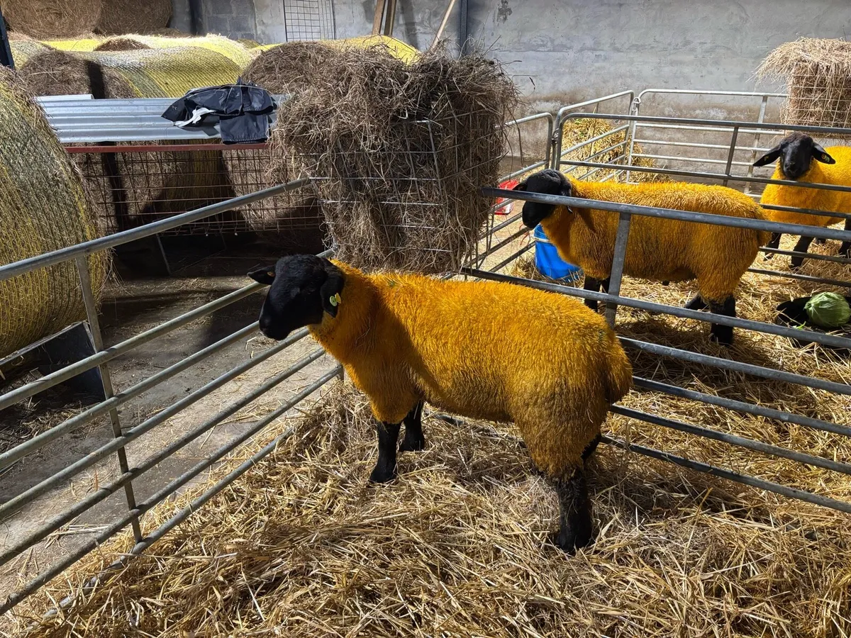 SIS Pedigree Suffolk Ram Lambs - Image 4