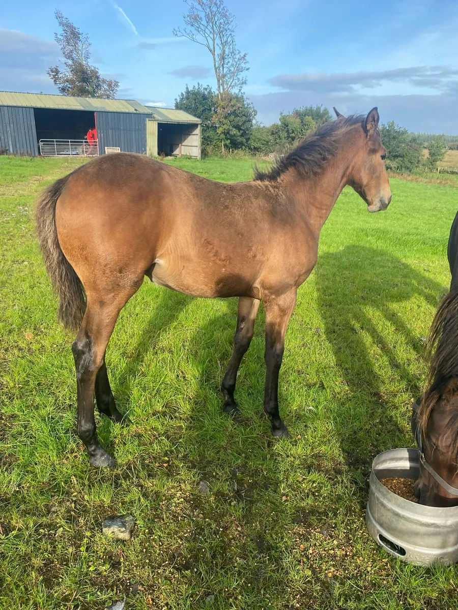 Filly foal by Phenomene Bleu VDM - Image 1