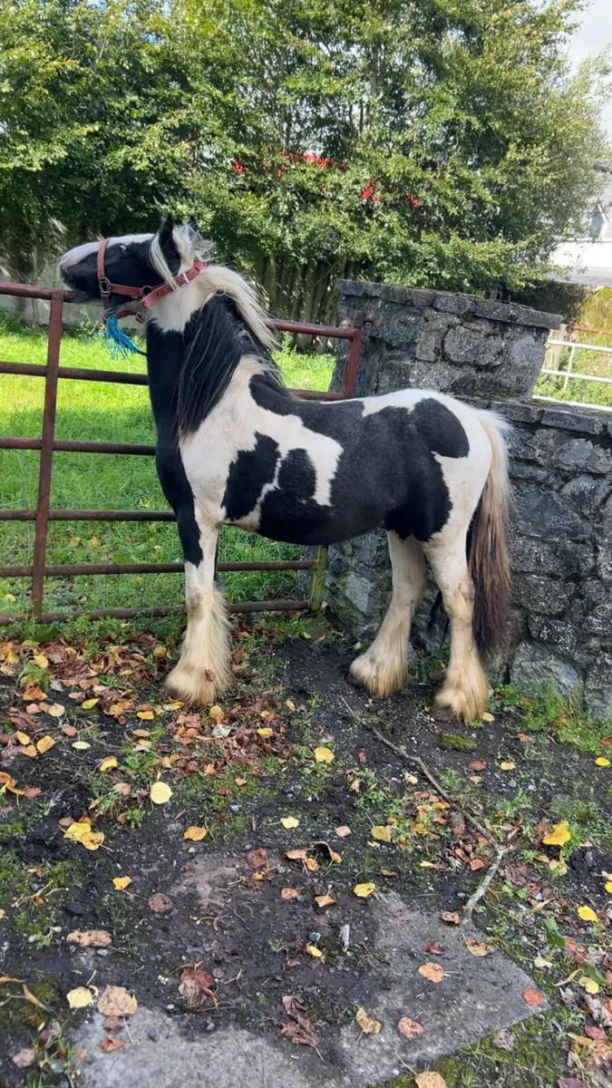 Pieball filly - Image 2