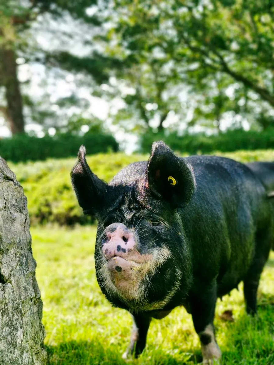 Pedigree In Pig Berkshire Sow - Image 2