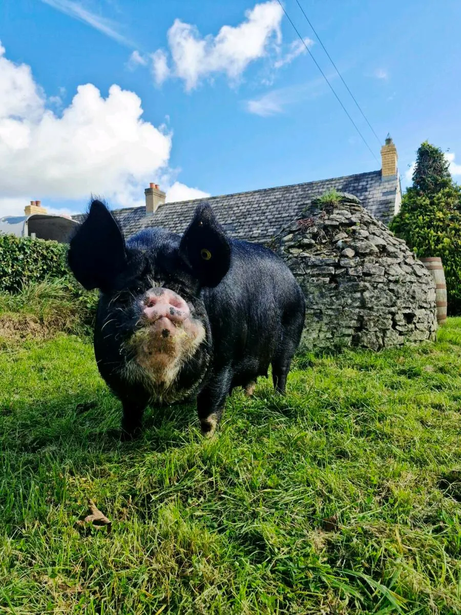 Pedigree In Pig Berkshire Sow - Image 3