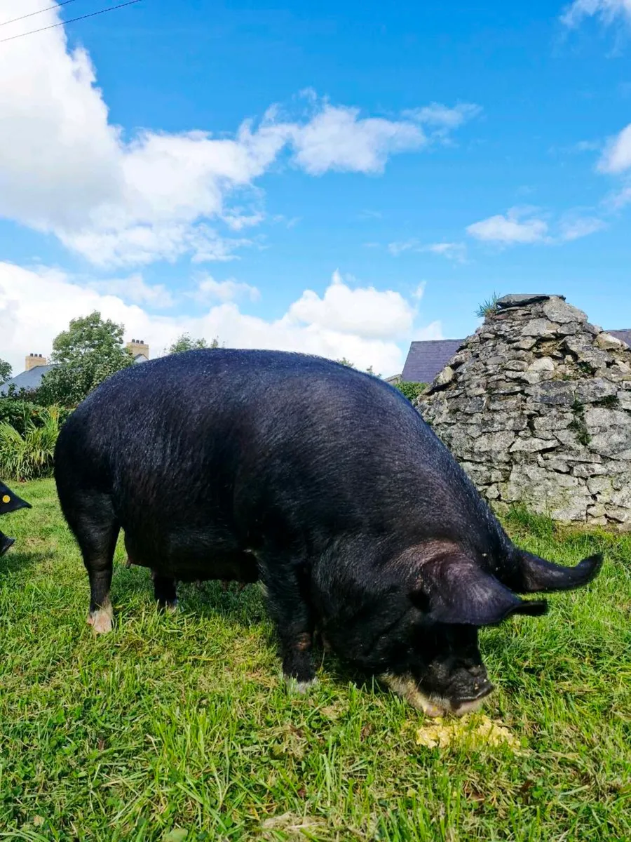 Pedigree In Pig Berkshire Sow - Image 4