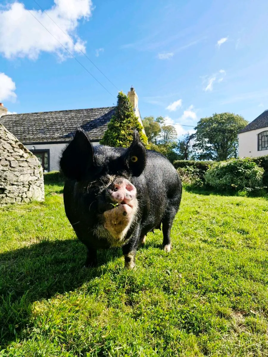 Pedigree In Pig Berkshire Sow - Image 1