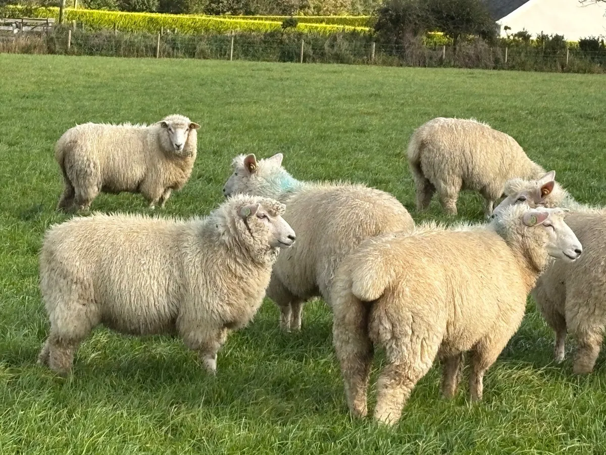 Pedigree Galway ewe lambs - Image 1