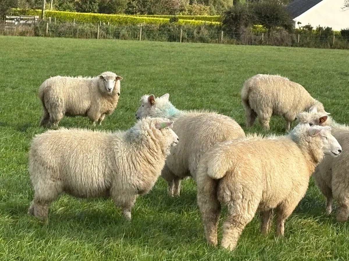 Pedigree Galway ewe lambs - Image 2