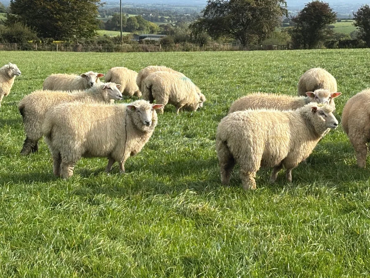 Pedigree Galway ewe lambs - Image 3