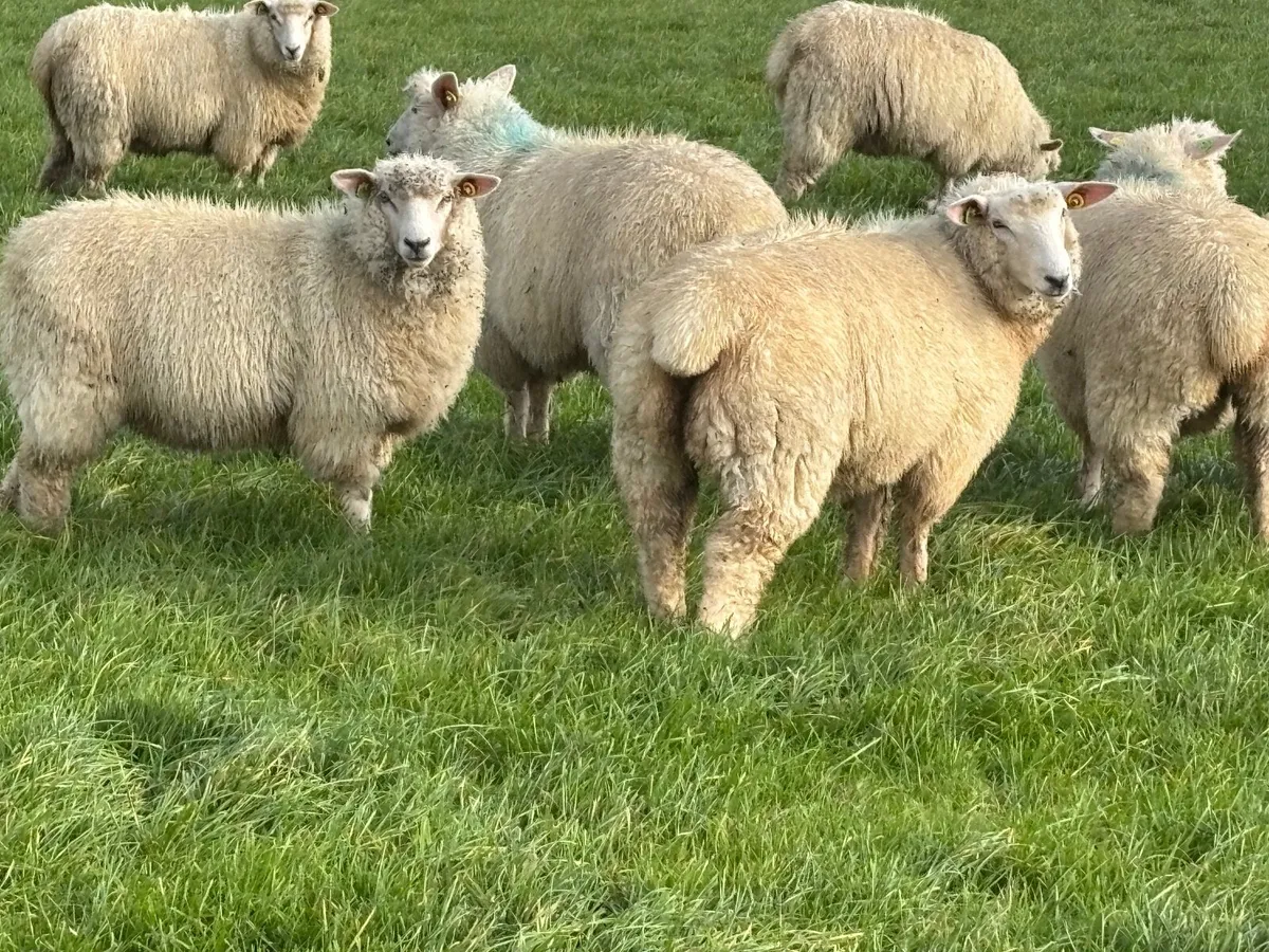 Pedigree Galway ewe lambs - Image 4