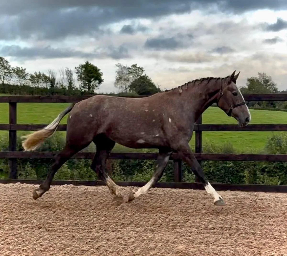 3yo Irish Draught Gelding - Image 3