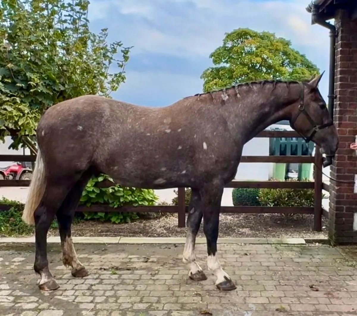 3yo Irish Draught Gelding - Image 1