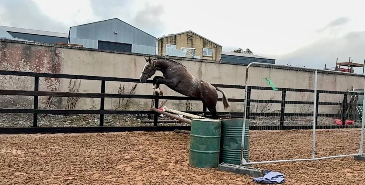 3yo Irish Draught Gelding - Image 2