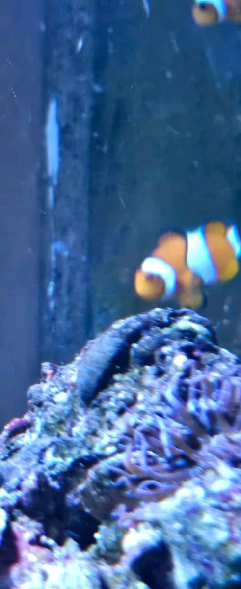 Clown fish - Image 1
