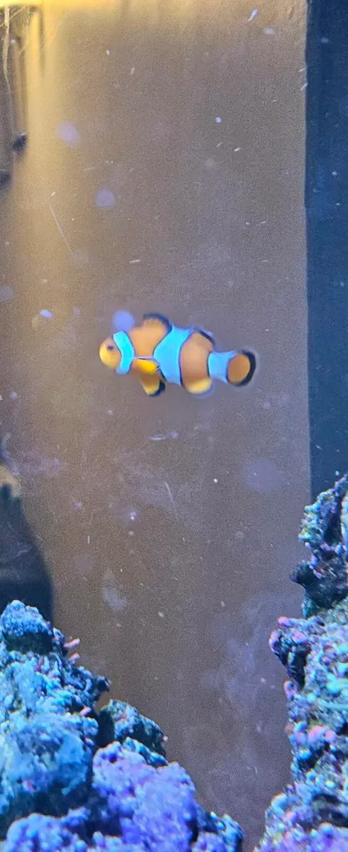 Clown fish - Image 2