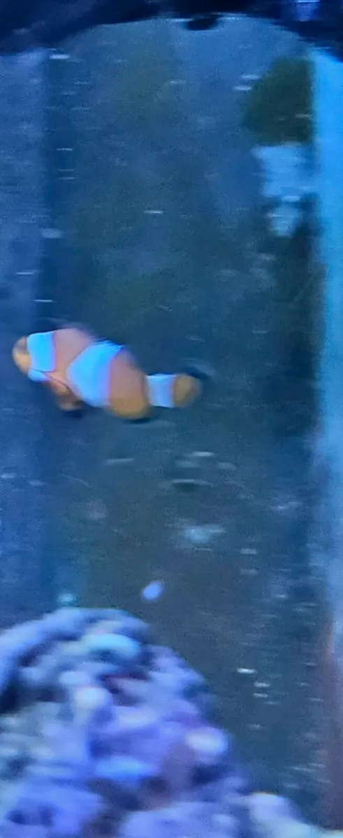 Clown fish - Image 4