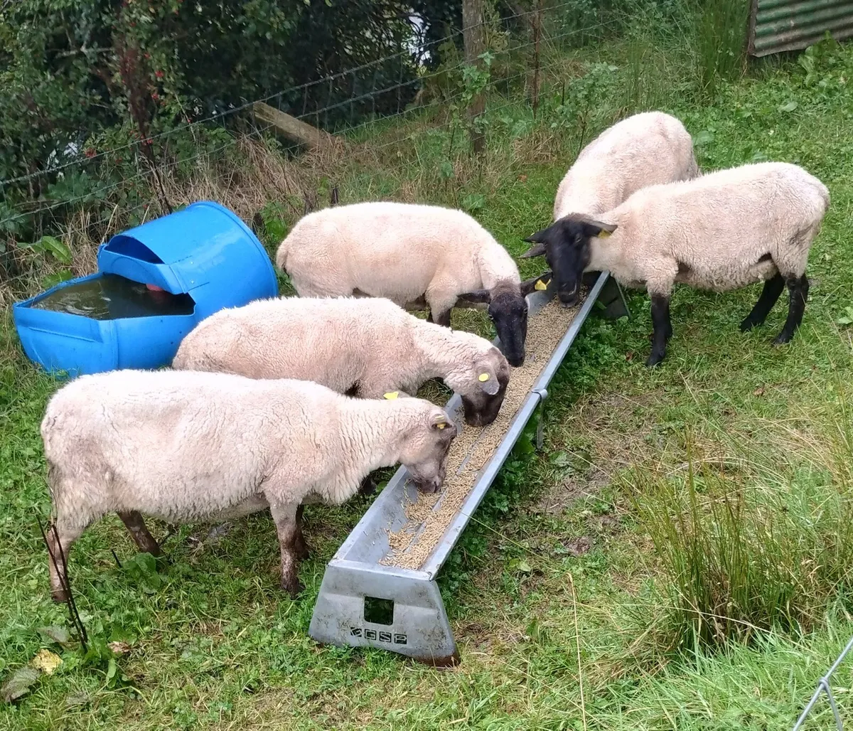 Full Symbol Organic Breeding Ewes - Image 1