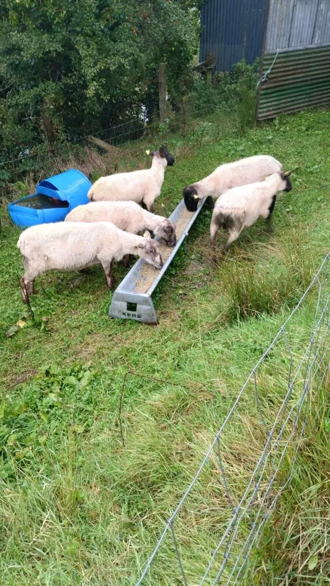 Full Symbol Organic Breeding Ewes - Image 2