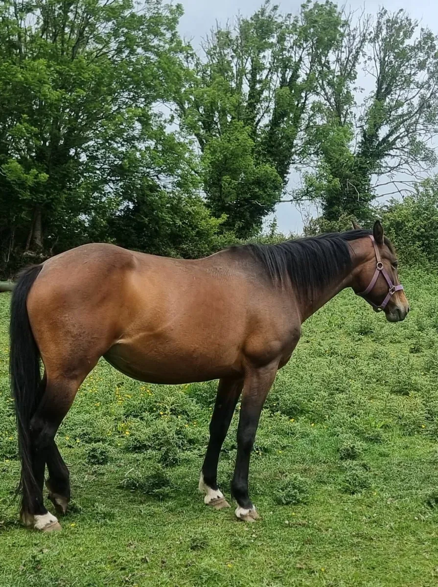 ISH Broodmare scanned in foal - Image 4