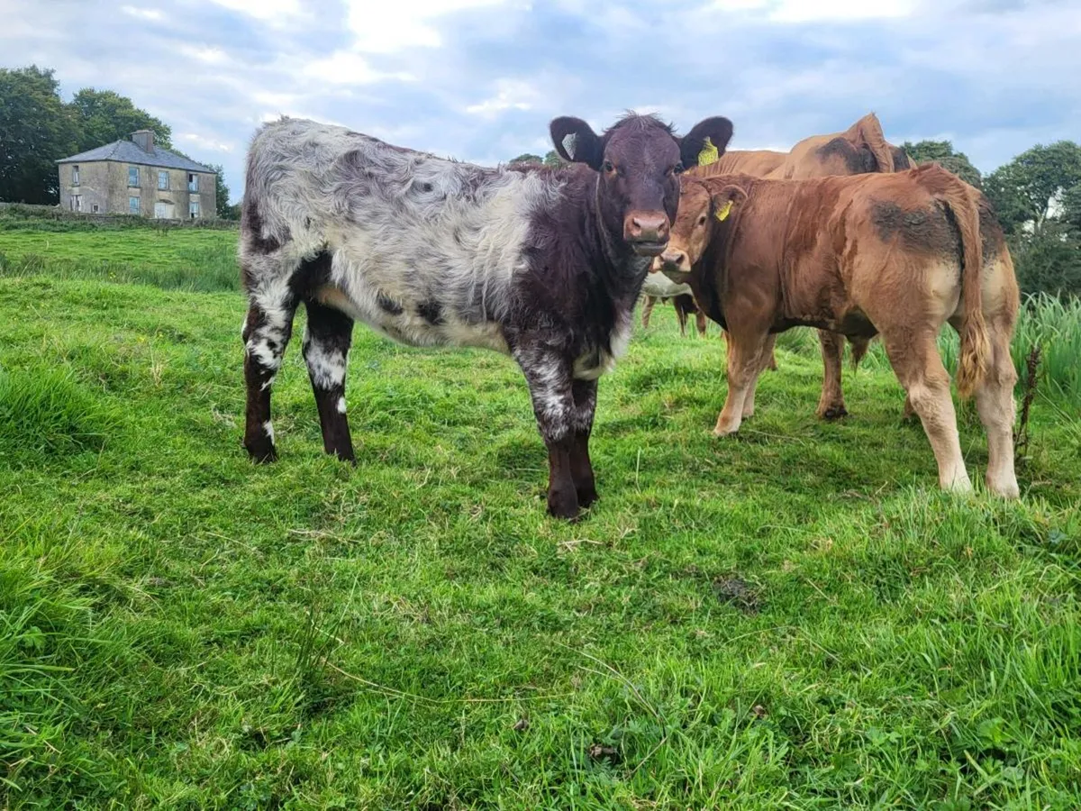 **** Purebred Sh heifer **** - Image 4