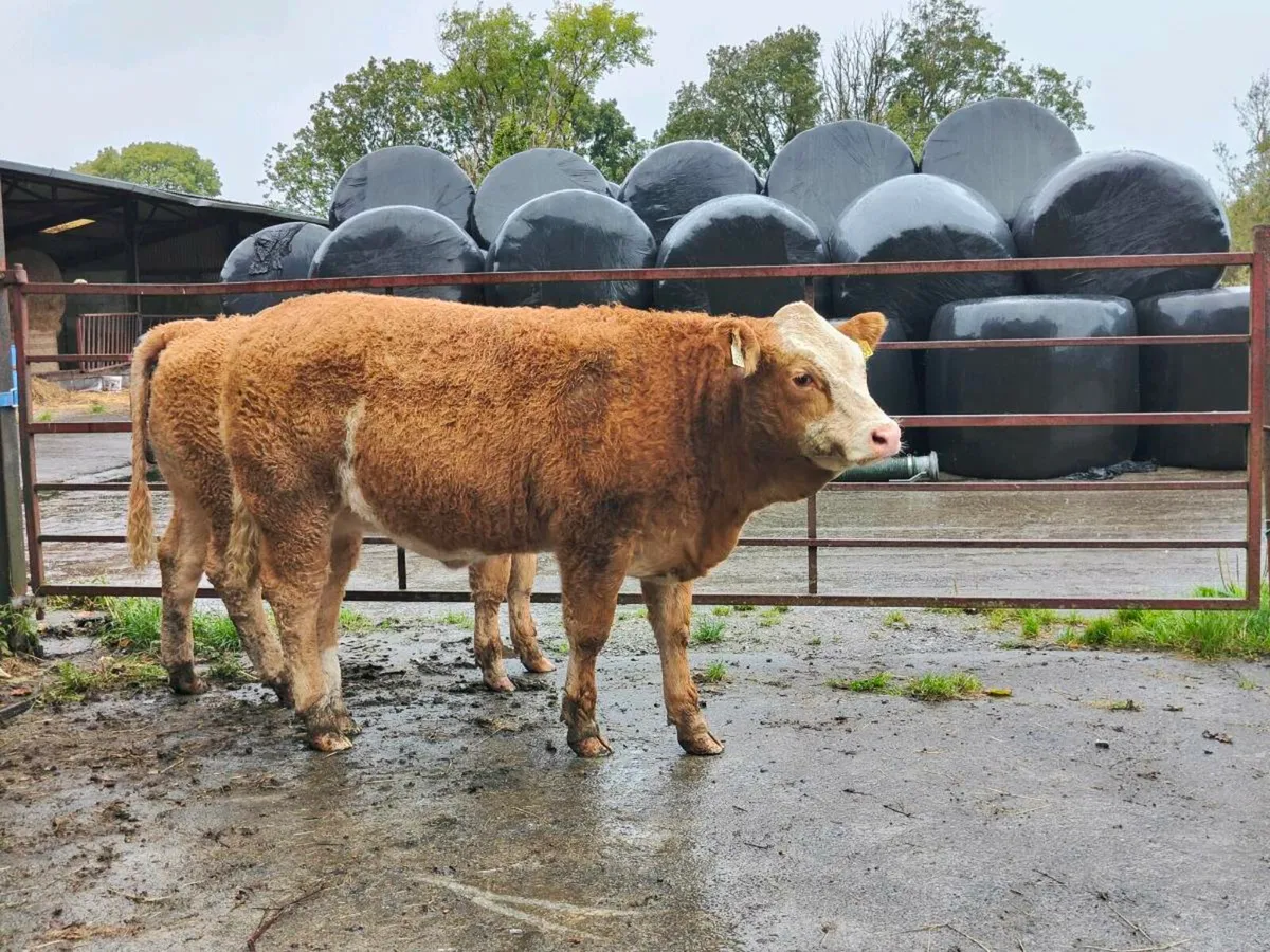 EBY heifers. - Image 2