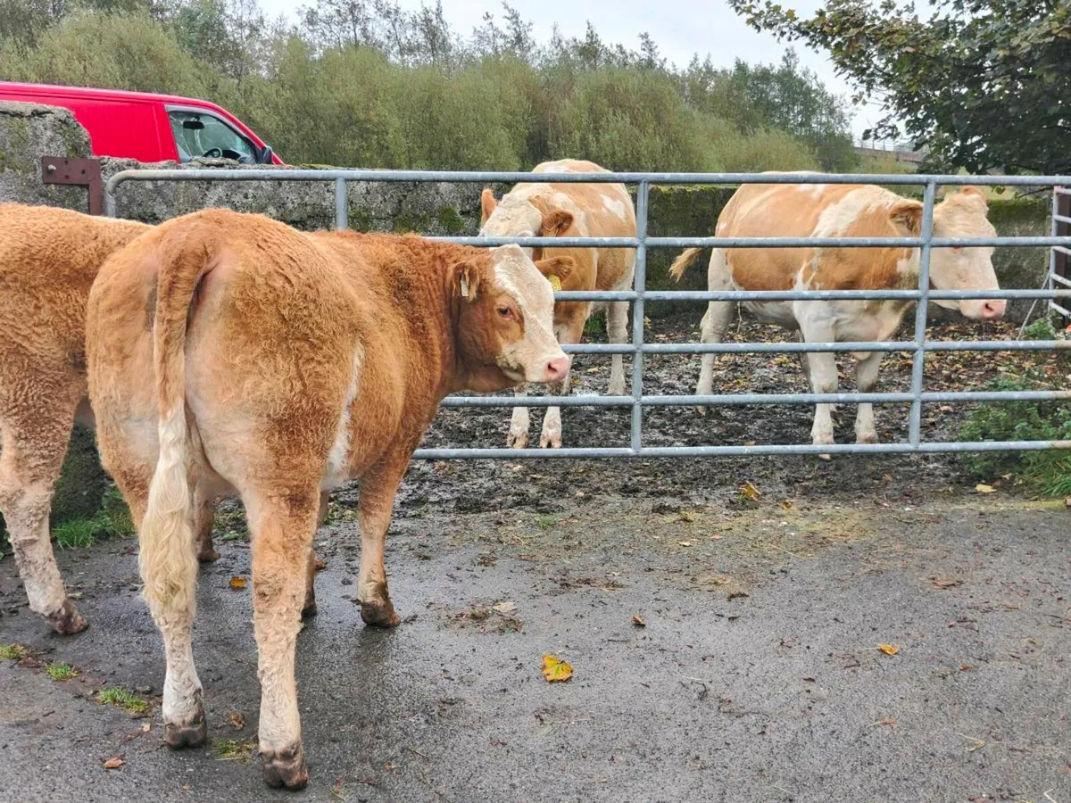 EBY heifers. - Image 3