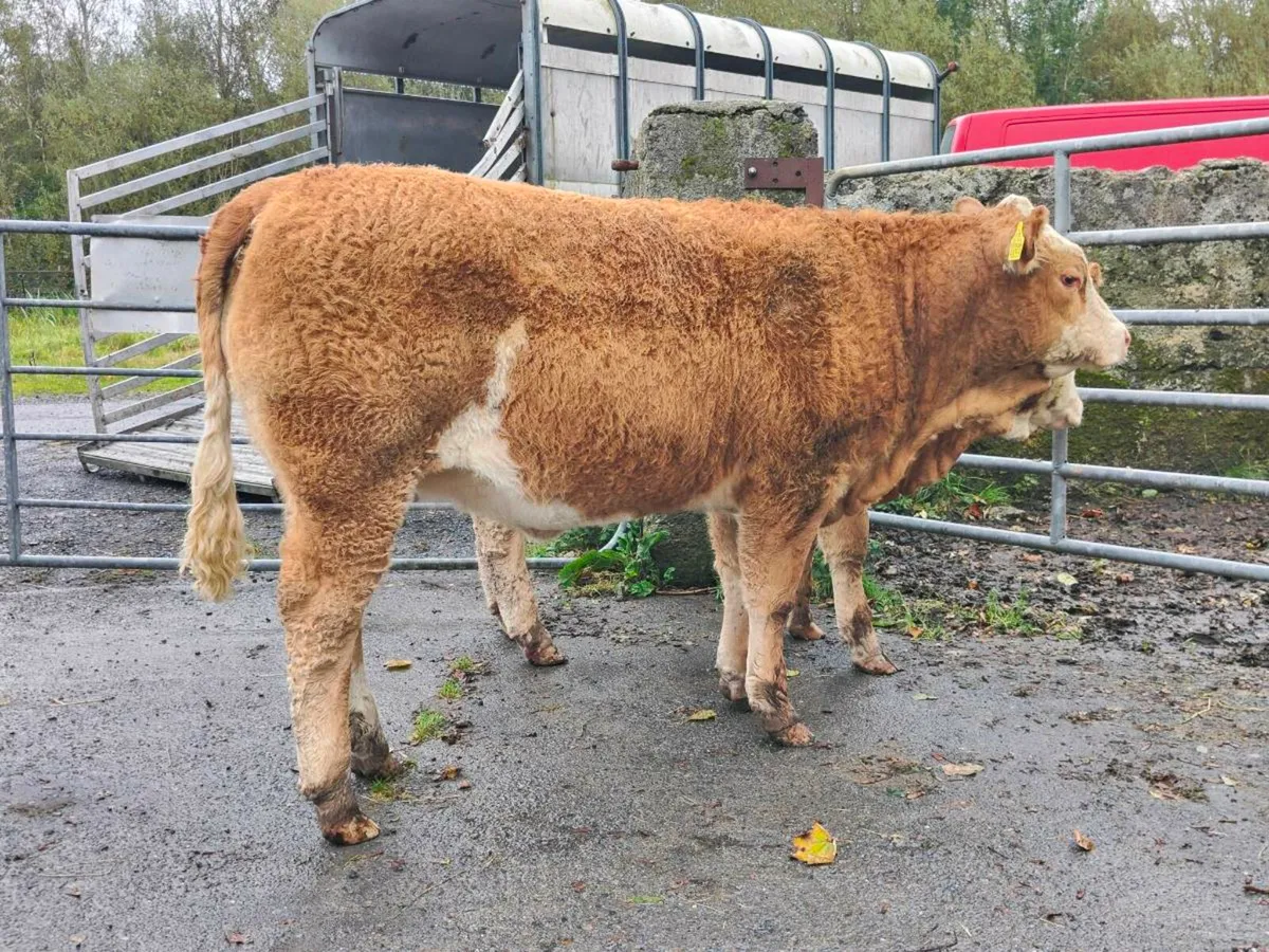 EBY heifers. - Image 4