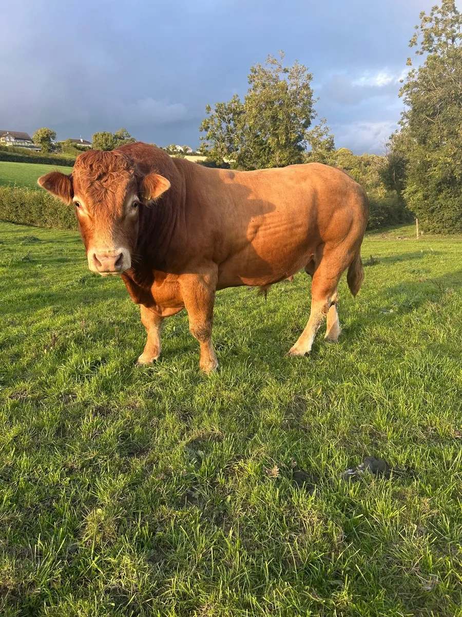 Bull - Image 3