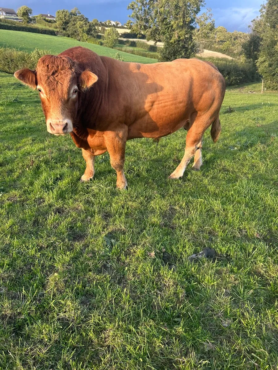 Bull - Image 2