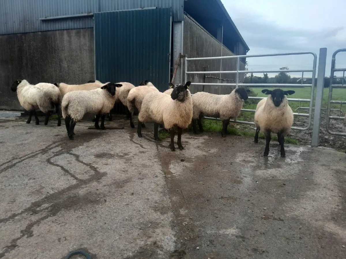 Serious Heavy Suffolk Mule Ewe Lambs - Image 1