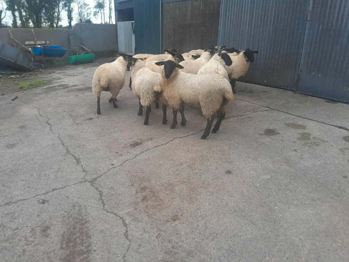 Serious Heavy Suffolk Mule Ewe Lambs - Image 2
