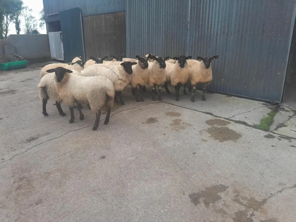 Serious Heavy Suffolk Mule Ewe Lambs - Image 3