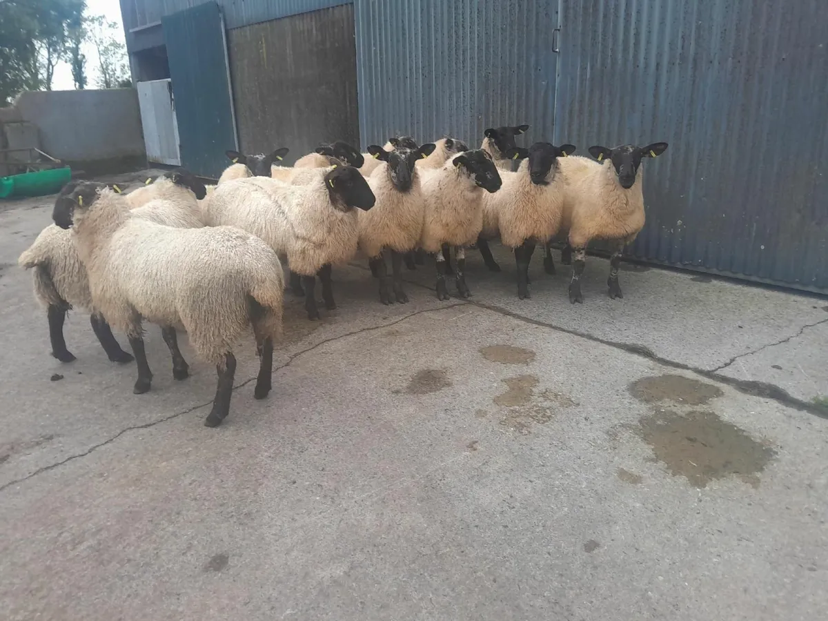 Serious Heavy Suffolk Mule Ewe Lambs - Image 4