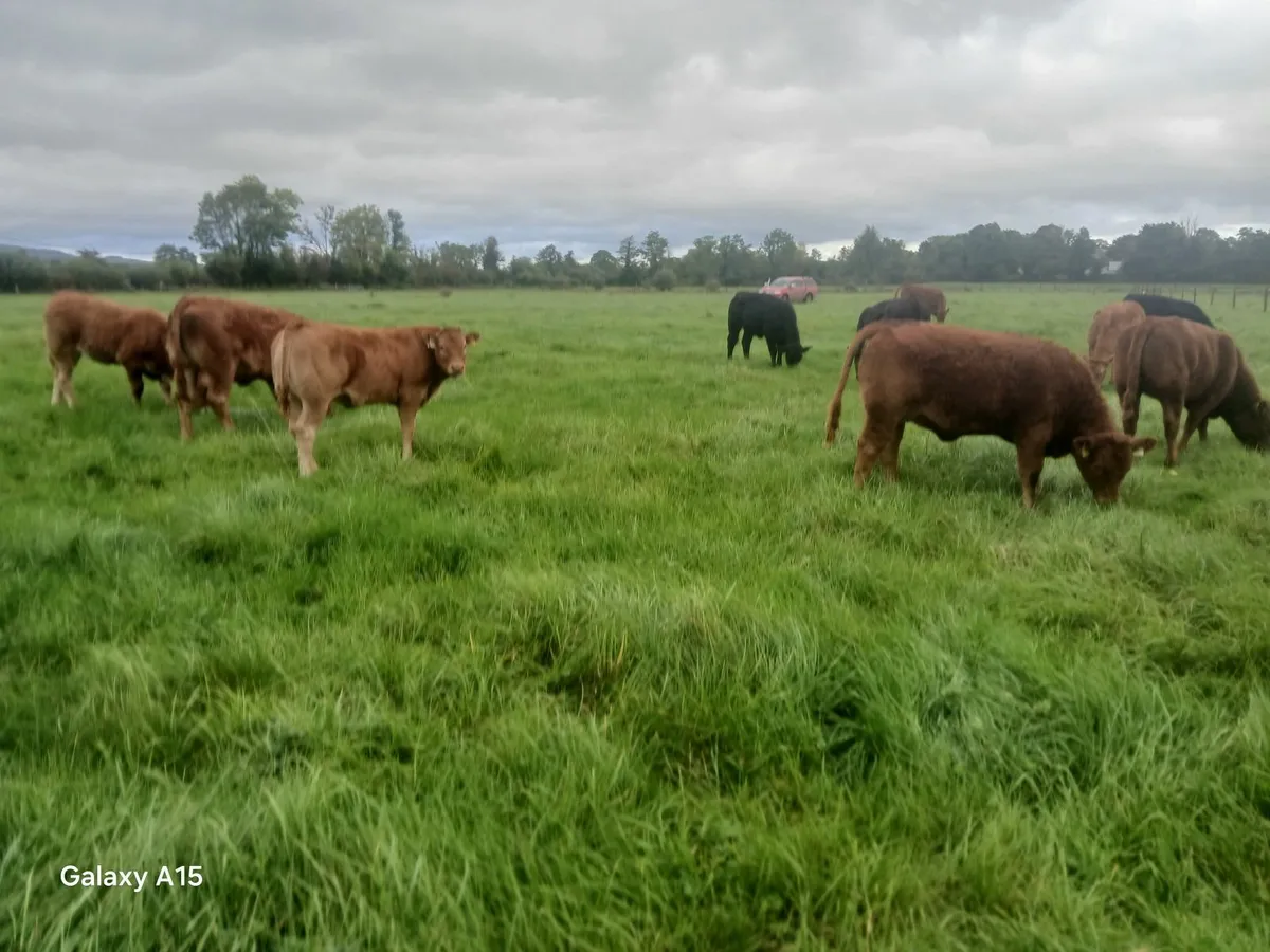Heifers - Image 2