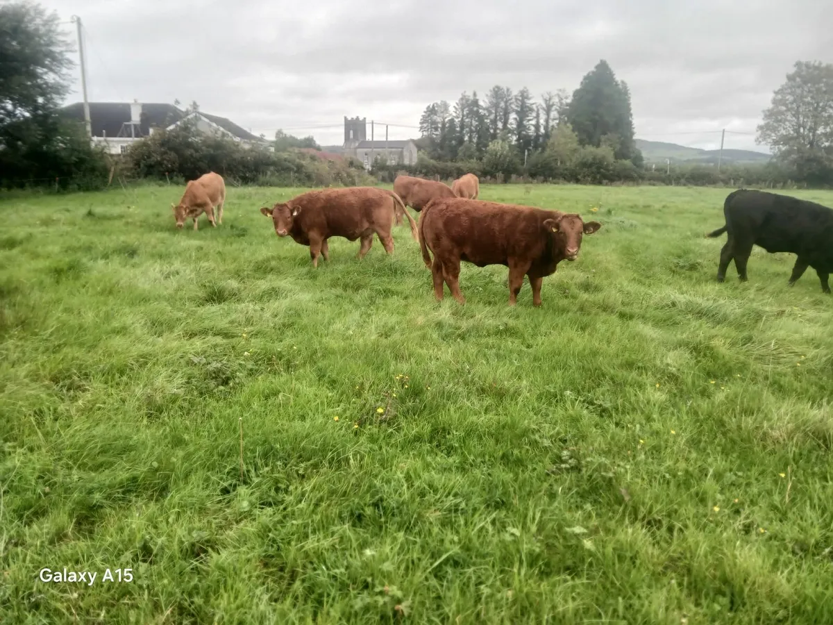 Heifers - Image 1