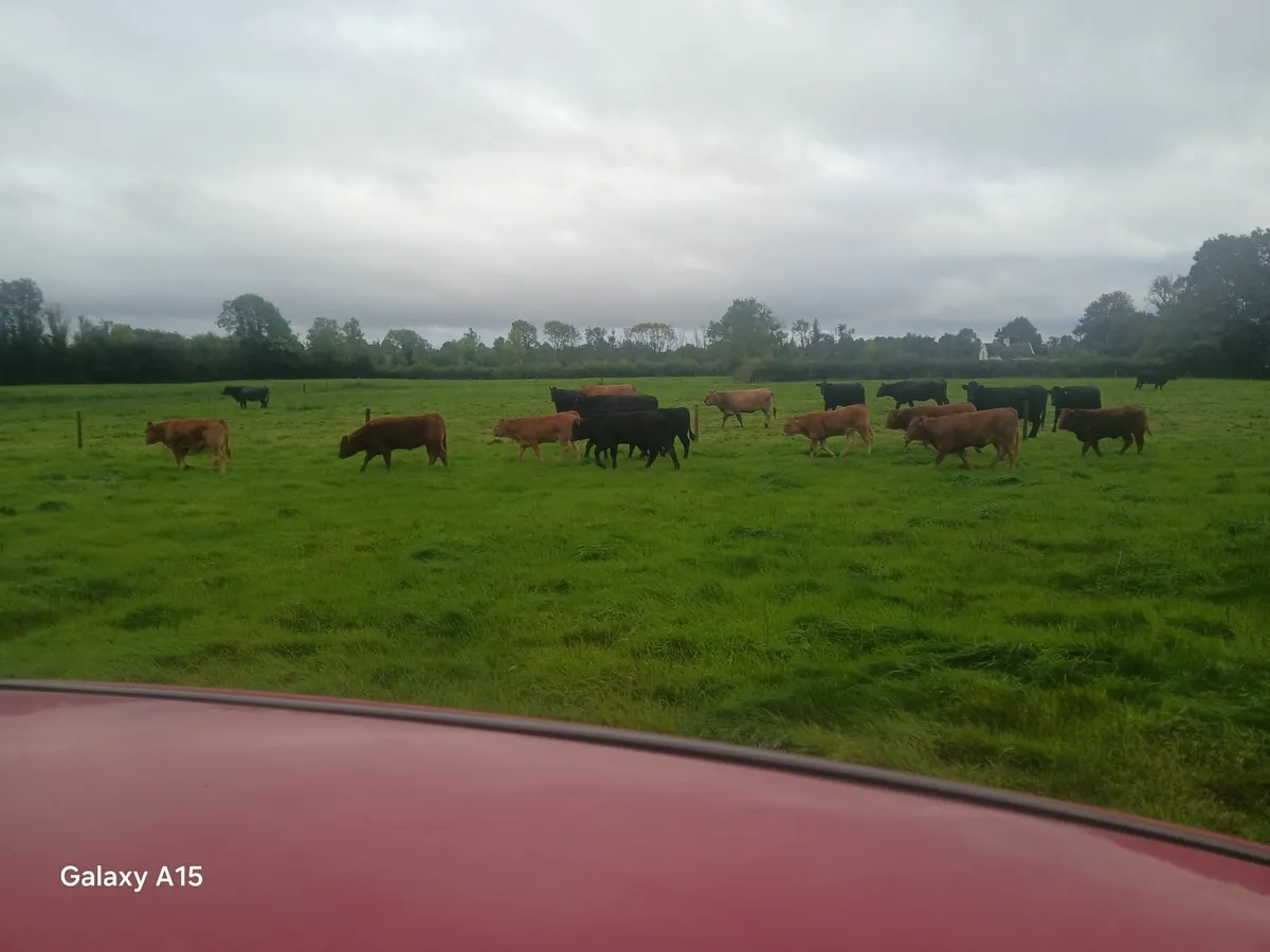 Heifers - Image 3
