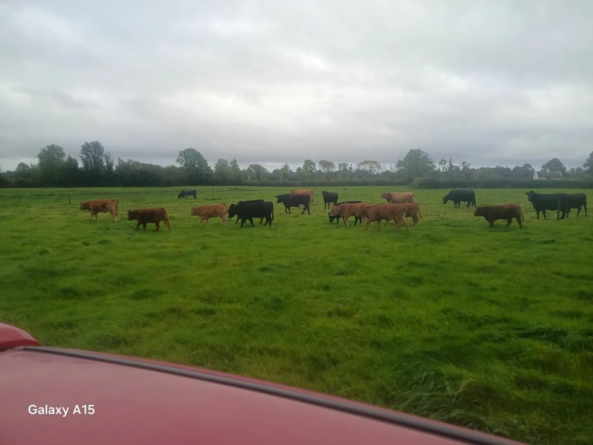Heifers - Image 4