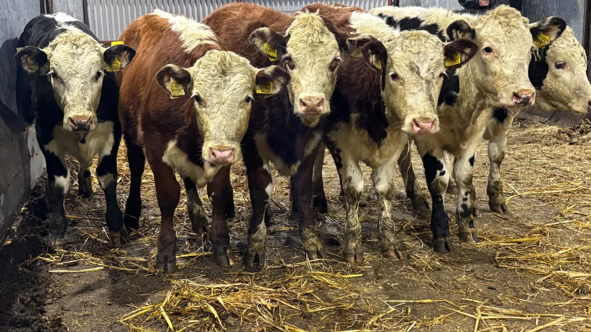 6 Suckler Bred Herford Heifer Wealings - Image 1