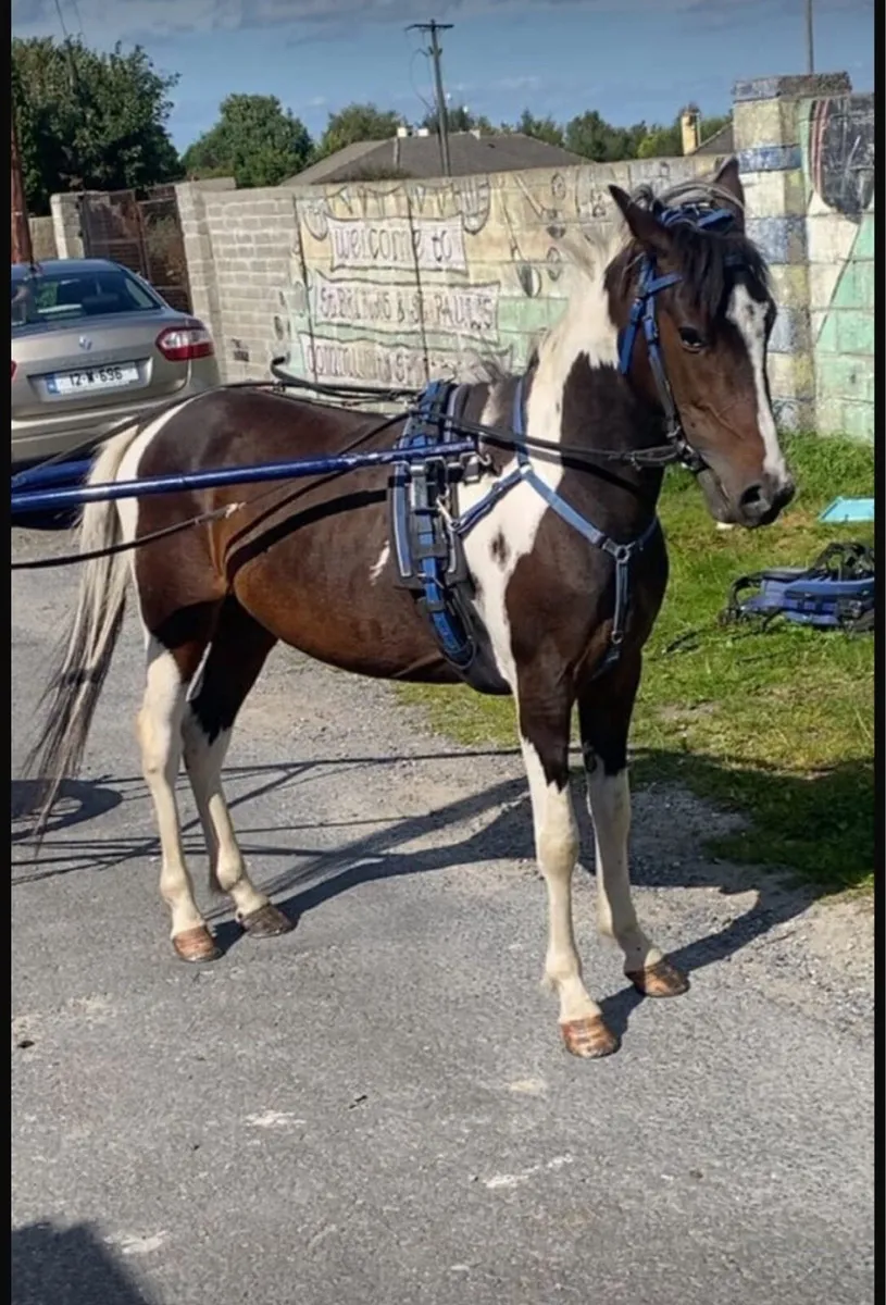 Coloured Driving Pony - Image 2