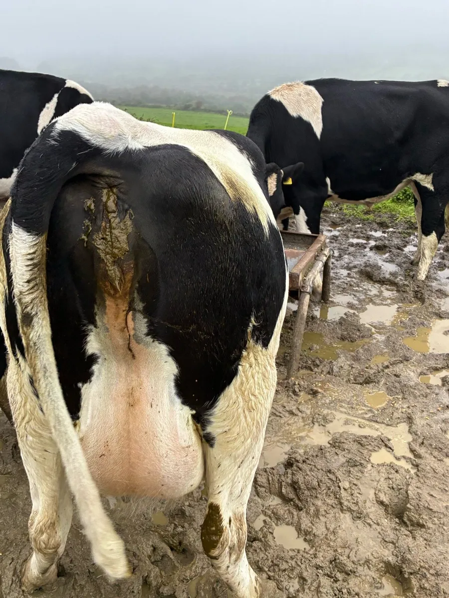 In Calf Heifer - Image 1