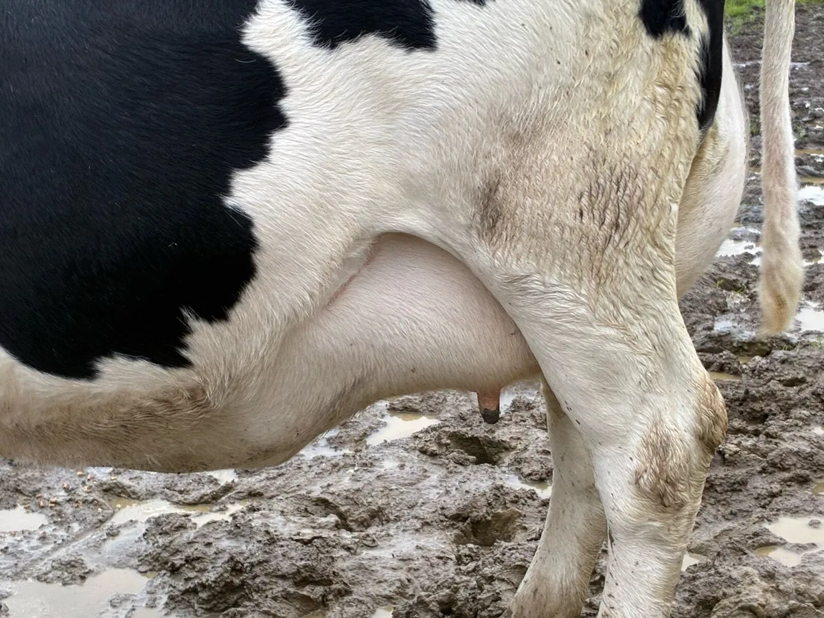 In Calf Heifer - Image 2