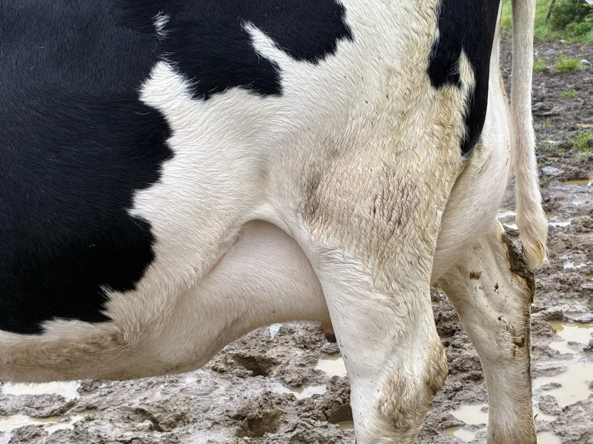In Calf Heifer - Image 3