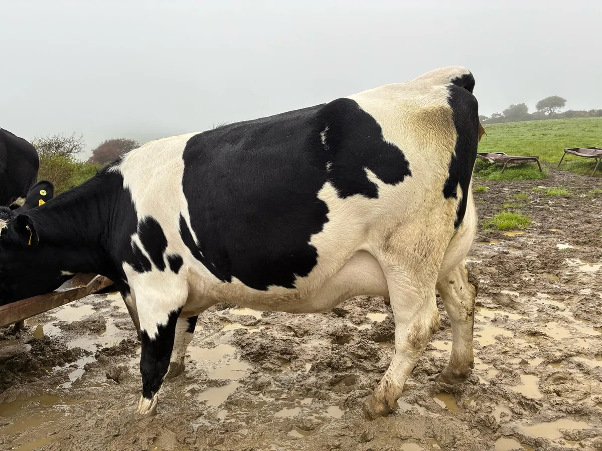In Calf Heifer - Image 4