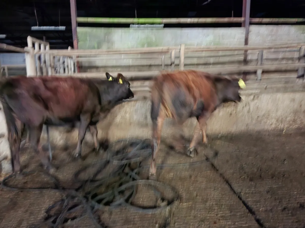 Angus  Heifers  Organic - Image 3