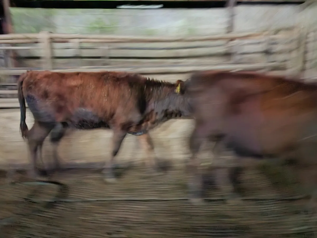 Angus  Heifers  Organic - Image 4
