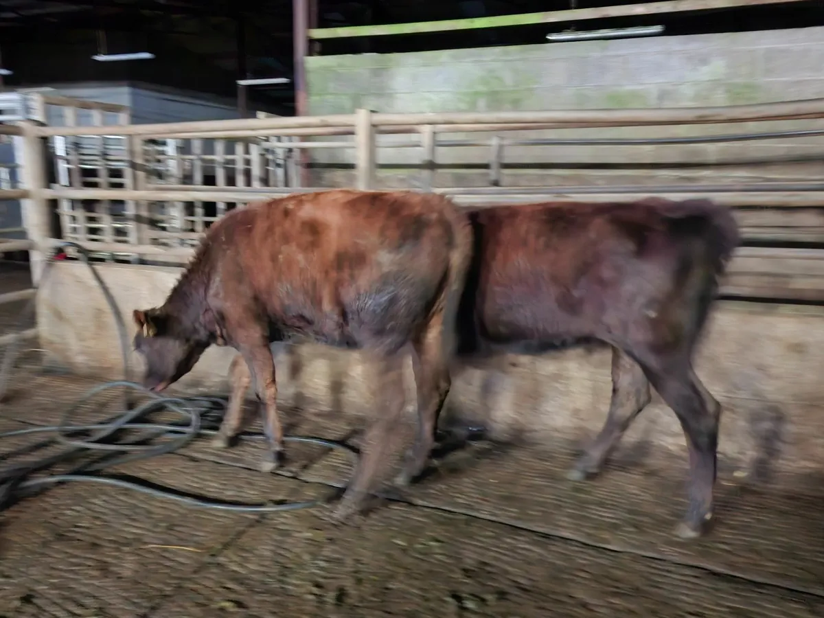 Angus  Heifers  Organic - Image 1
